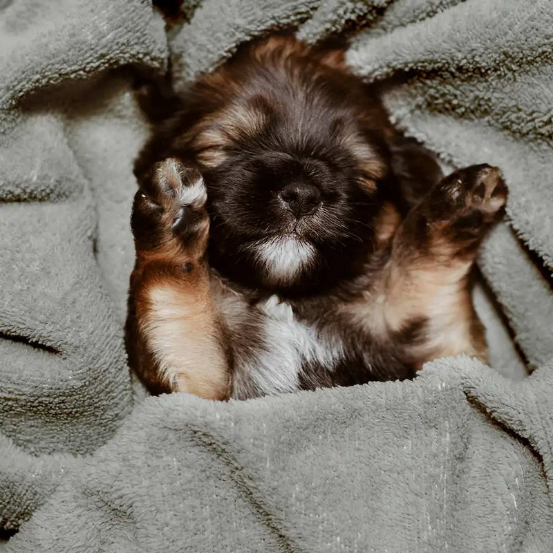 Super Absorvente Grande Filhote De Cachorro De Estimação Toalha De Banho Roupão Toalhas De Banho De Secagem Rápida Toalha De Banho De Gato Suprimentos De Banho Toalha De Cachorro Microfibra